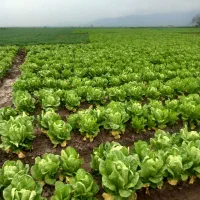 کاهو|خوردنی و آشامیدنی|خان ببین, |دیوار