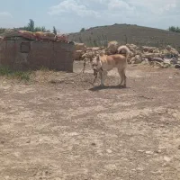 سگ پاکوتاه روباهی