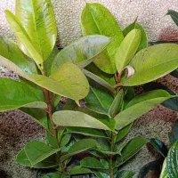 نیازمند سرایداری