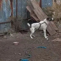 دزدیده شده|حیوانات|زنجان, |دیوار