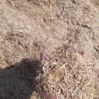 کاه کوبیده پشت کمباین درجه یک ریز گوسفندی