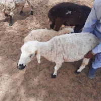 فروش گوسفند  فوری|حیوانات مزرعه|کلاتان, |دیوار