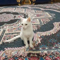 واگذاری رایگان به شرط عقیم سازی