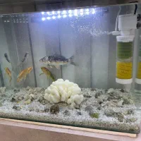 آکواریوم شرکتی به همراه ماهی و وسایل|ماهی|تربت جام, مسکن مهر|دیوار