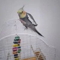 عروس هلندی|پرنده|خرم‌آباد (تنکابن), |دیوار