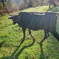 گاو محلی گوساله نر