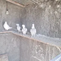 کفتر ۱۵۰ تومان|پرنده|شهرکرد, |دیوار