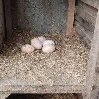 مرغ تخمگذار تخم گذار