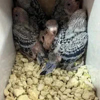 مرغ عشق با جوجه