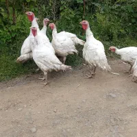 بوقلمون بیوتی گوشتی