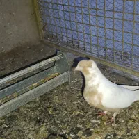 کبوتر|پرنده|بندر امام خمینی, |دیوار