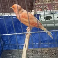 قناری ردفاکتور برفی اصل|پرنده|اردبیل, |دیوار