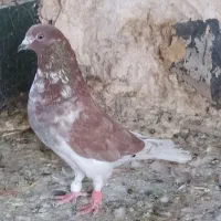 2 عددکاشانی نر گرفتنی