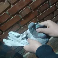 کبوتر پرشی|پرنده|سمنان, |دیوار