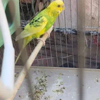 مرغ عشق نر معاوضه با ماده