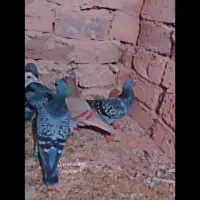 14تا کبوتر المانی وحشی زد خوردی|پرنده|رشتخوار, |دیوار