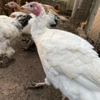 بوقلمون،برهما،مرغ و خروس محلی|حیوانات مزرعه|جلین, |دیوار