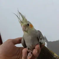 عروس هلندی