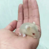 همستر مینیاتوری و لوازم مخصوص