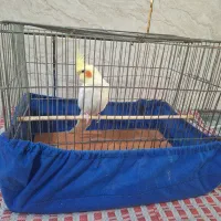 عروس هلندی|پرنده|جرقویه, |دیوار