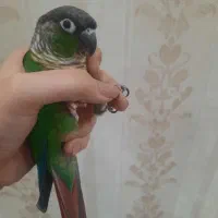 طوطی گرینچیک|پرنده|تربت‌حیدریه, شهید قرنی|دیوار