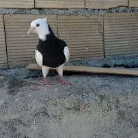 جوجه تازه دونخور شده نر هست خفت خفت عتیقه|پرنده|ایذه, |دیوار