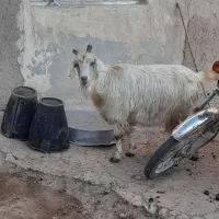 بز ماده|حیوانات مزرعه|ثمرین, |دیوار