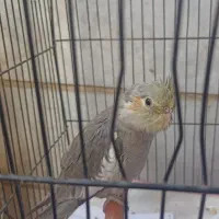 یک عدد پرنده ماده عروس هلندی