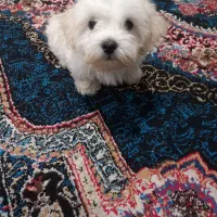 سگ شیتزو تریر