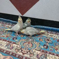 عروس هلندی گلباقالی سرلاکی|پرنده|لالجین, |دیوار