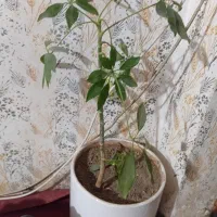 گل فروشی|گل و گیاه طبیعی|نیشابور, ده حلاج|دیوار