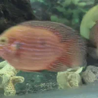 جفت جوئل مولد|ماهی|اصفهان, عاشق‌آباد|دیوار