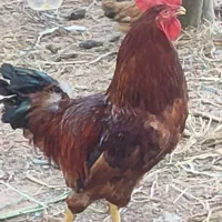 خروس جوان و درشت
