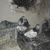 کله‌ دم سبز|پرنده|لالجین, |دیوار