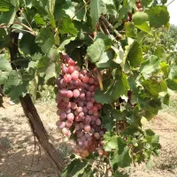 فروش و معاوضه باغ ۳۲۵۰۰ متری ، جنب اتوبان زنجان|فروش دفتر صنعتی، کشاورزی، تجاری|خرمدره, |دیوار