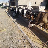 گاو شیری درجه یک|حیوانات مزرعه|نیشابور, شریعتی|دیوار