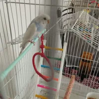 مرغ عشق جفت و بسیار زیبا