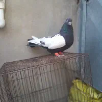 سینه سیاه نر