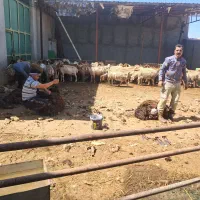 پشم چینی گوسفند