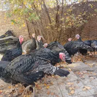 بوقلمون برنز  ۳۰۰۰۰۰ تومن