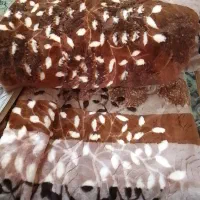 پتو دونفره|رختخواب، بالش، پتو|مسجد سلیمان, |دیوار