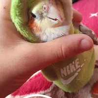 عروس هلندی گمشده در درخشانیه|حیوانات|هشتگرد, شهرک جهان ویلا (درخشانیه)|دیوار