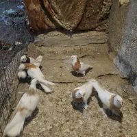 طوقی زرد|پرنده|مشهد, نوید|دیوار