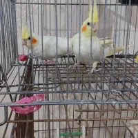 عروس لتینو