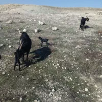 فروش بز