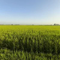 ۵ هزارمتر زمین شالیزاری قمیت فوق العاده