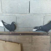 کبوتر دم سفید