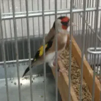 سهره جفتی مست