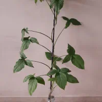 قلمه سینگونیوم و پتوس|گل و گیاه طبیعی|تهران, مجیدیه|دیوار