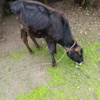 گوساله نر